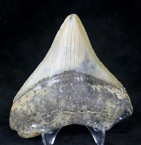Bargain Megalodon Tooth - North Carolina #20709